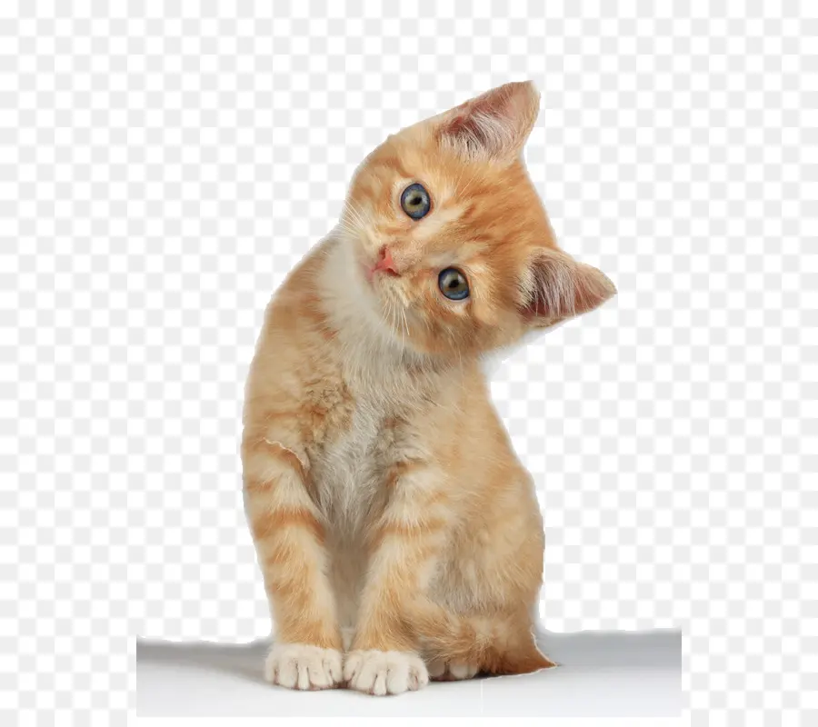 Gato Munchkin，Scottish Fold PNG