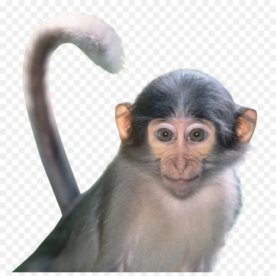 Mandril，Babuinos PNG