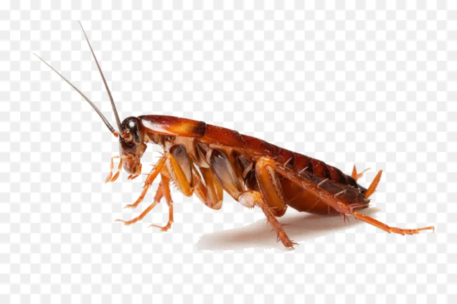 Cucaracha，Insecto PNG