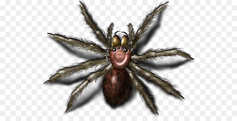 Araña，Araña Lobo PNG