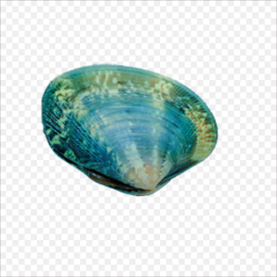 Concha Azul，Concha PNG