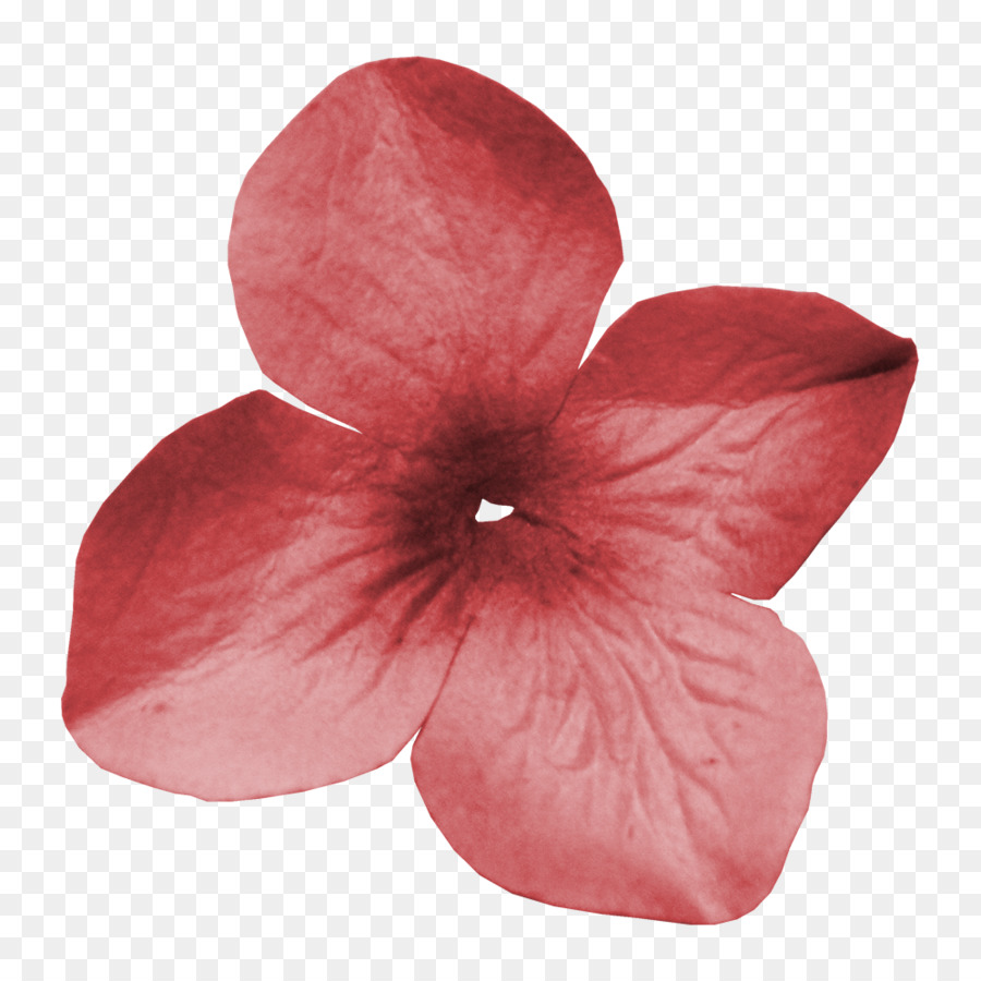 Flor Roja，Pétalos PNG