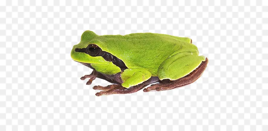 Rana，Verde PNG