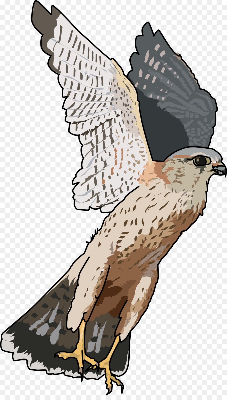 Halcón，Halcón Peregrino PNG