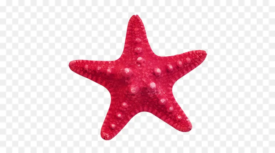 Estrella De Mar，Mar PNG