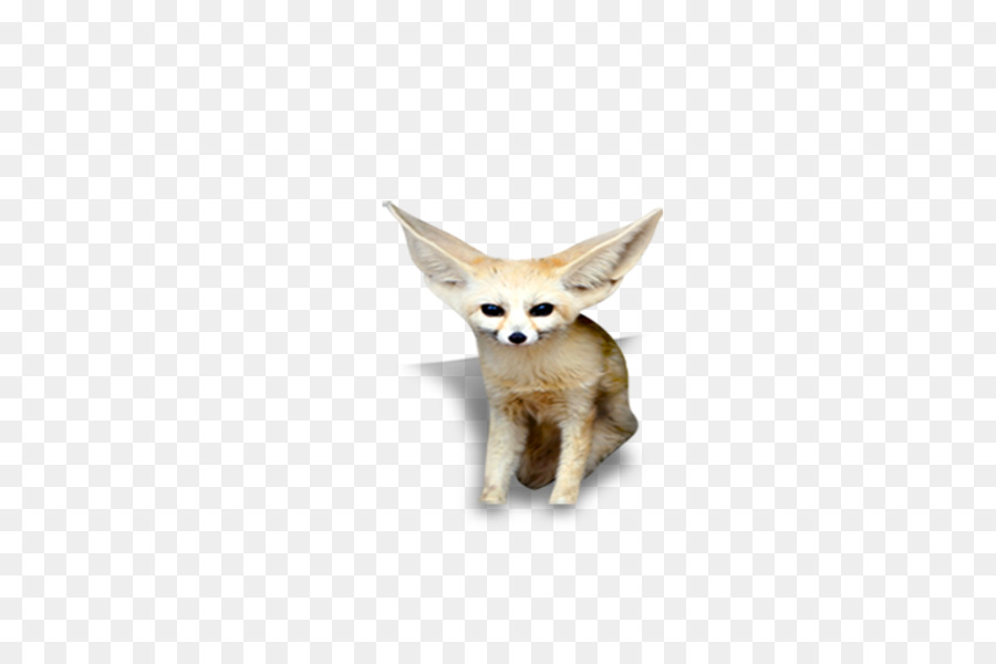 Zorro Fennec，Desierto PNG