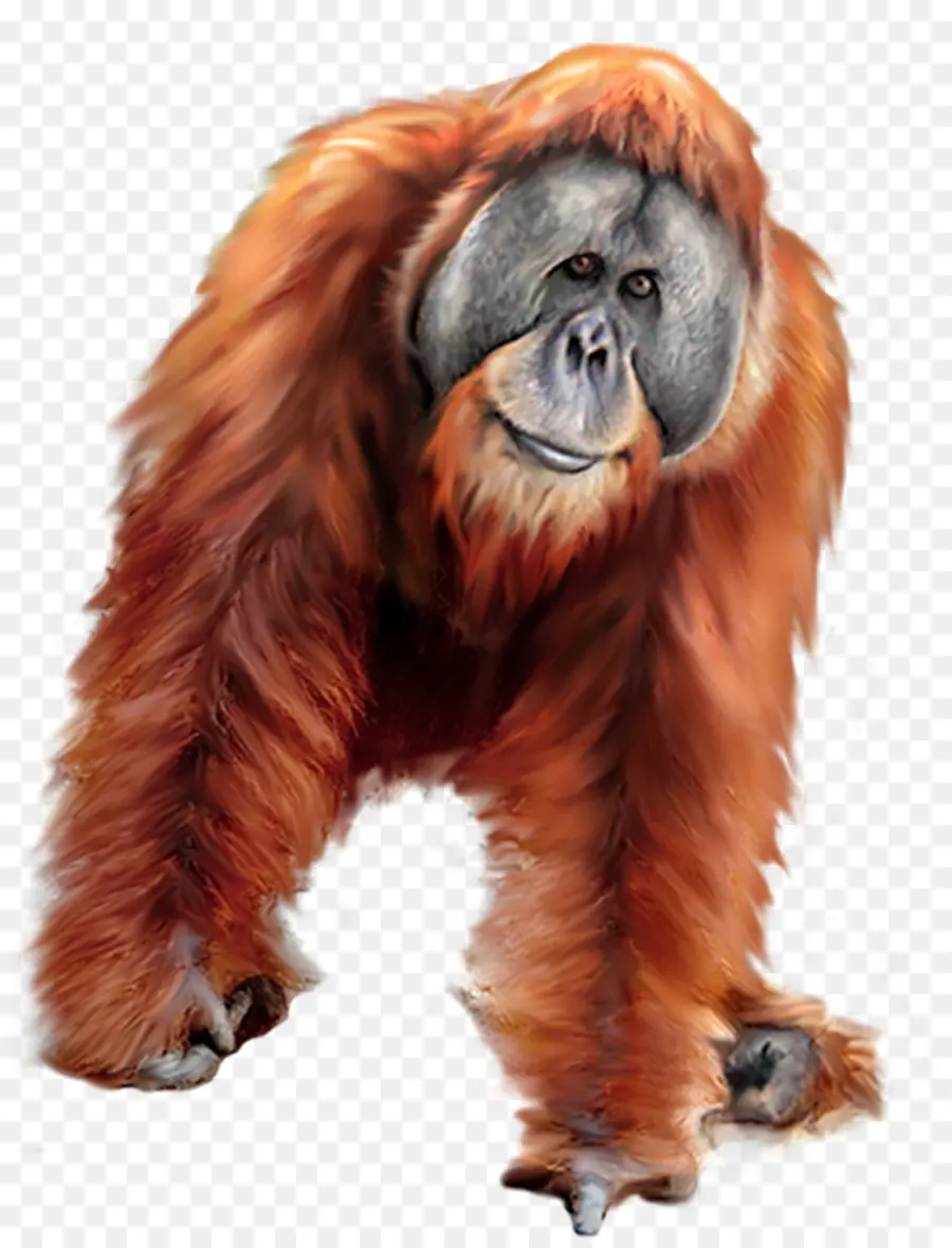 Orangután，Primate PNG