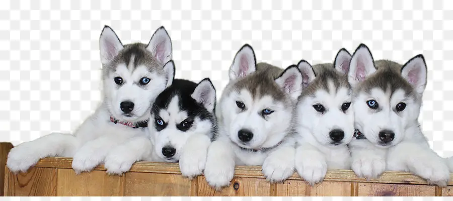 Husky Siberiano，Cachorro PNG