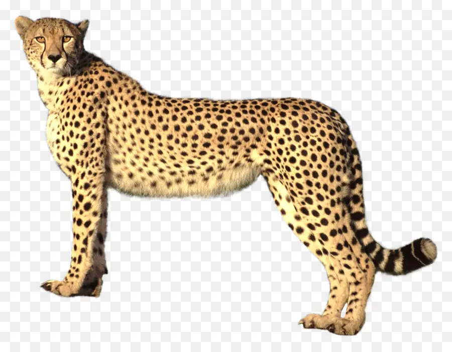 Savannah Gato，Cheetah PNG