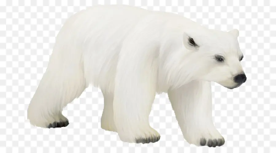 Oso Polar，Oso PNG