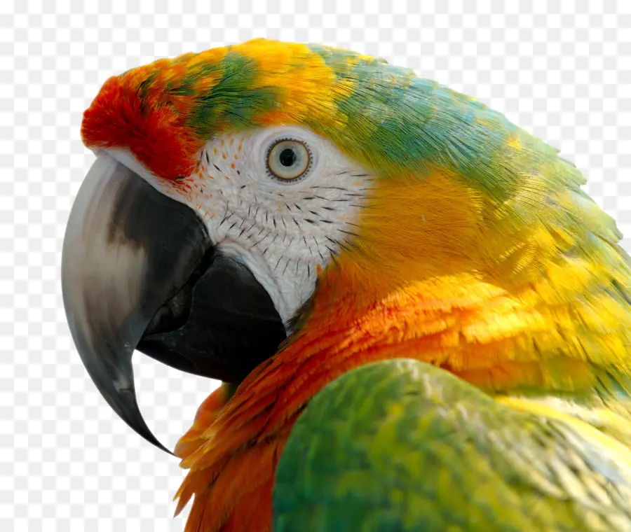 Loro，Vistoso PNG