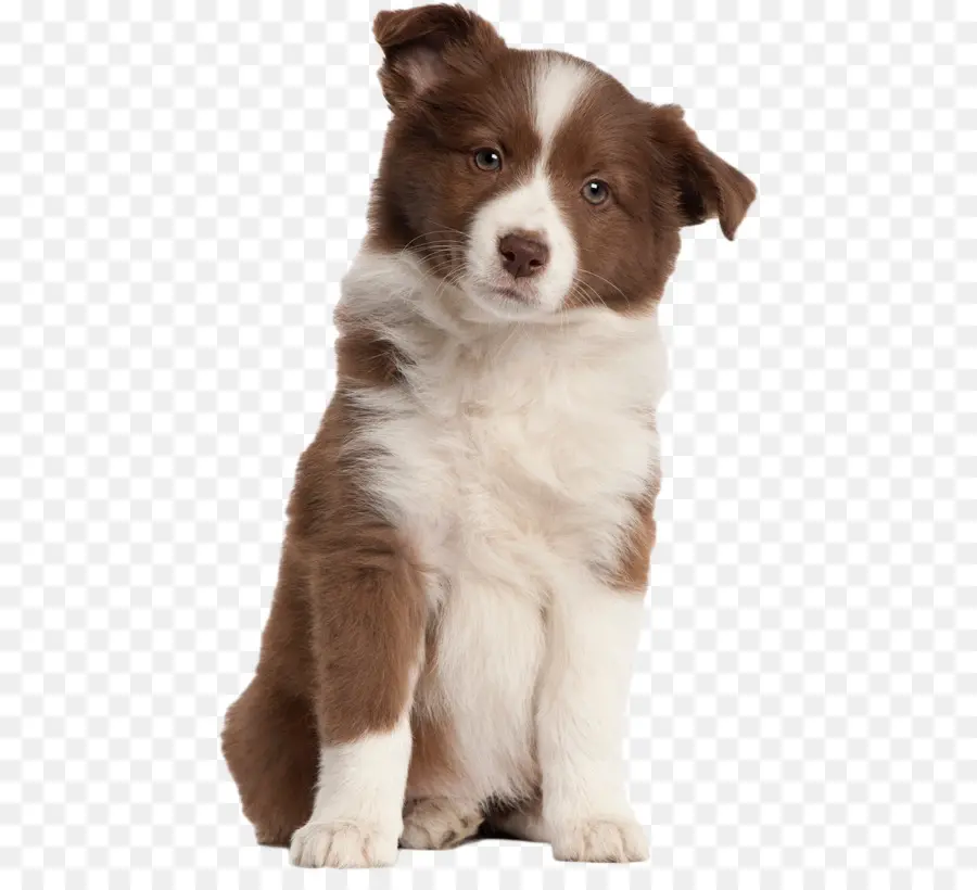 Border Collie，Collie áspero PNG