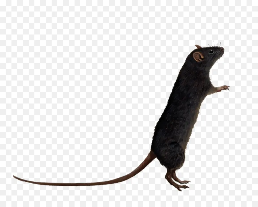 Brown Rata，Ratón PNG