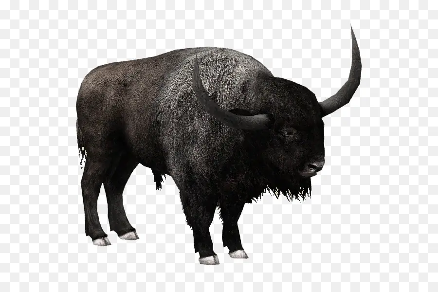 Toro Negro，Toro PNG