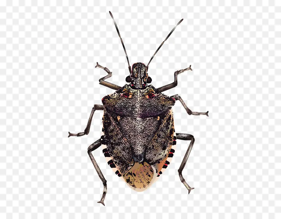 Los Insectos，Brown Marmorated De Chinches PNG