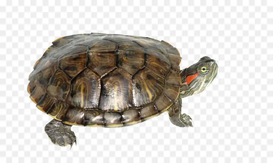 Tortuga，Reptil PNG