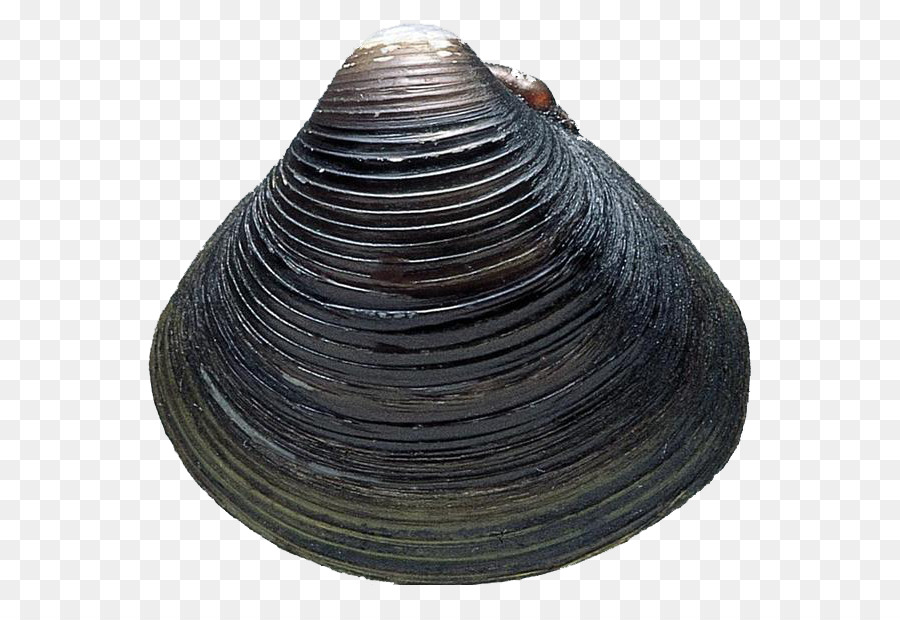 Concha De Almeja，Molusco PNG