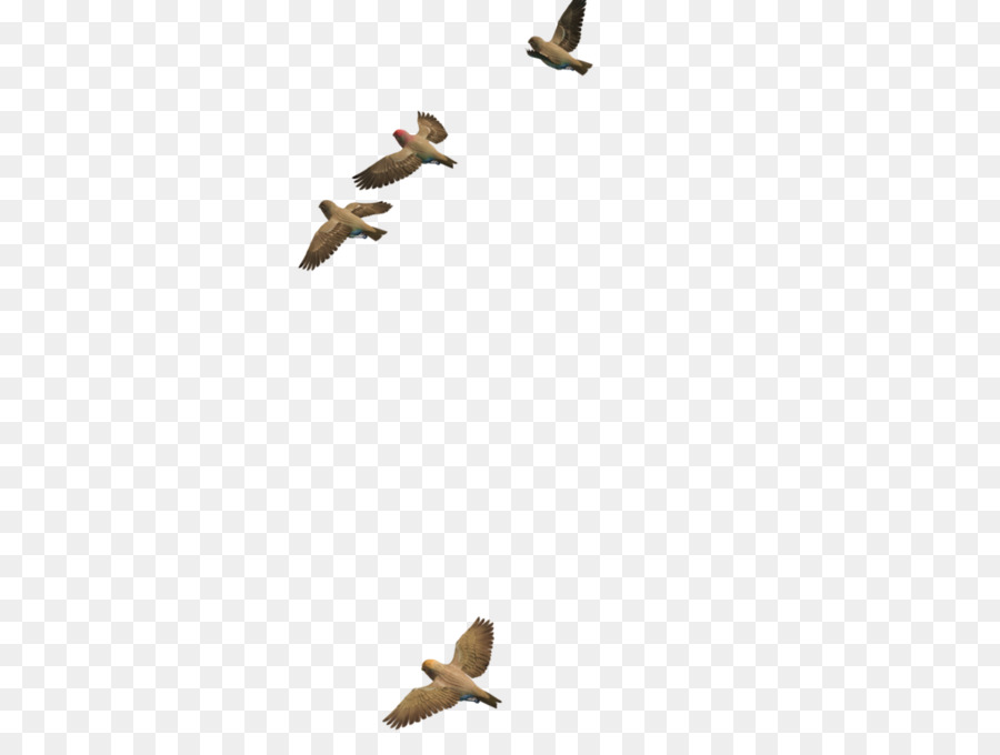 Palomas，Vuelo PNG