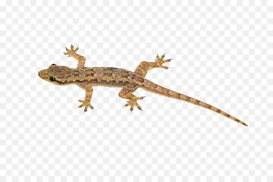 Lagarto，Reptiles PNG