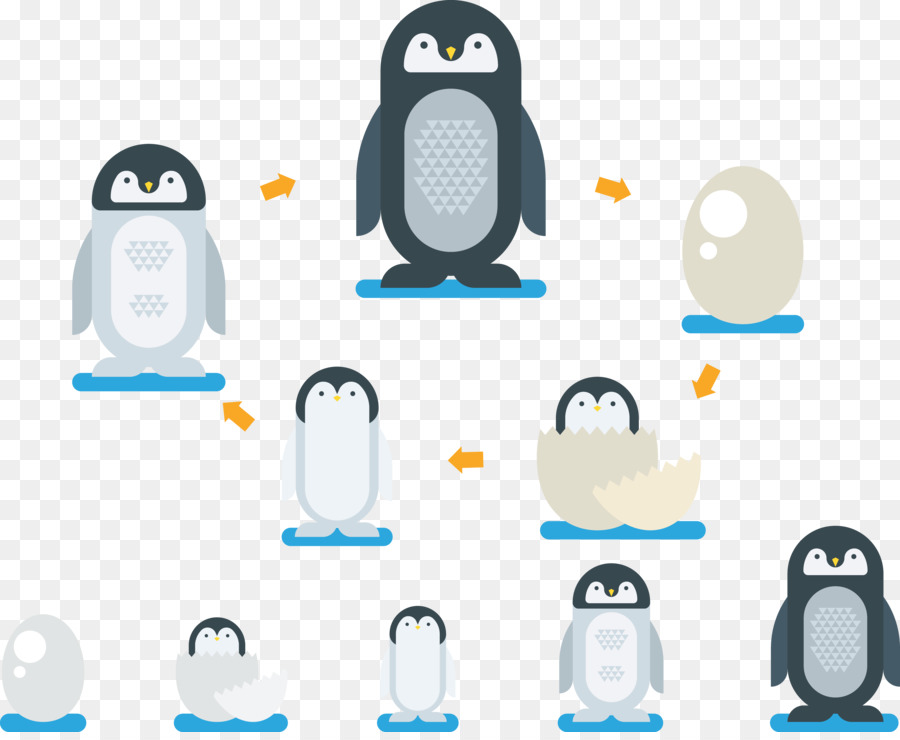 Pingüino，Ciclo Vital PNG