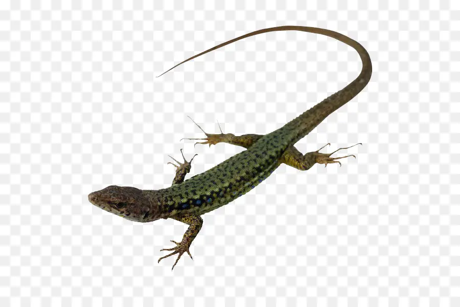 Lagarto，Reptiles PNG