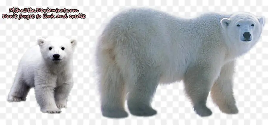 Oso Polar，Blanco PNG