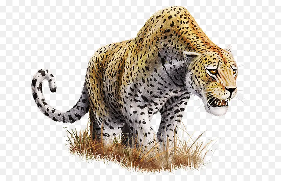 Leopard，Resolución De La Pantalla PNG