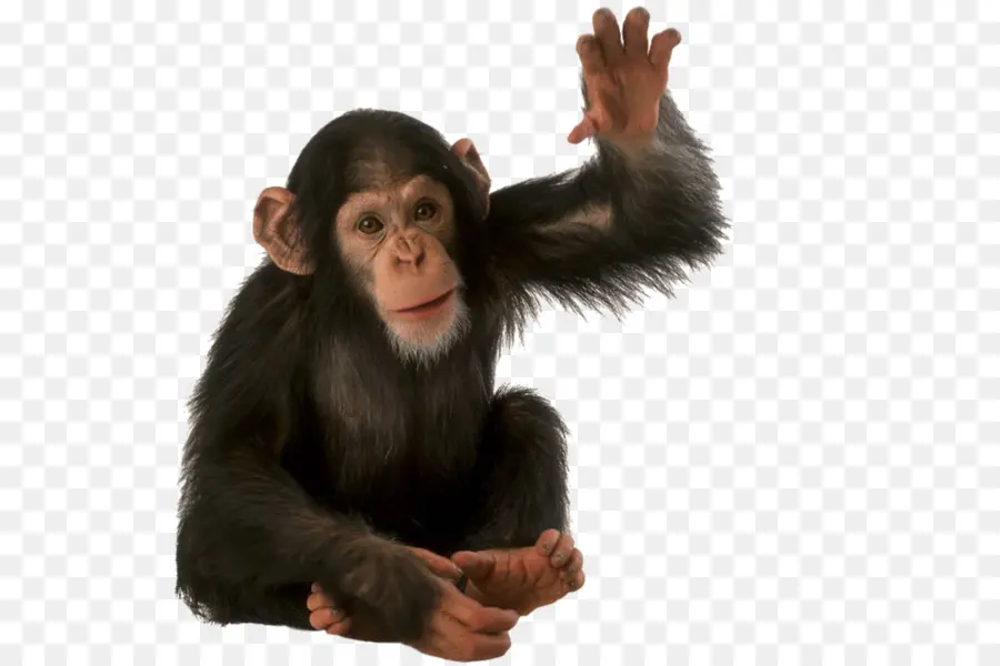 Orangután，Animal PNG