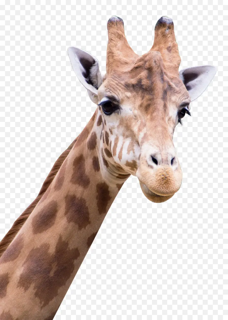 Jirafa，Animal PNG