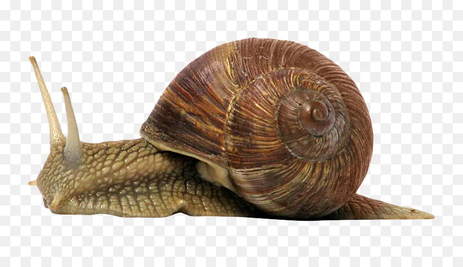 Caracol，Gasterópodos PNG