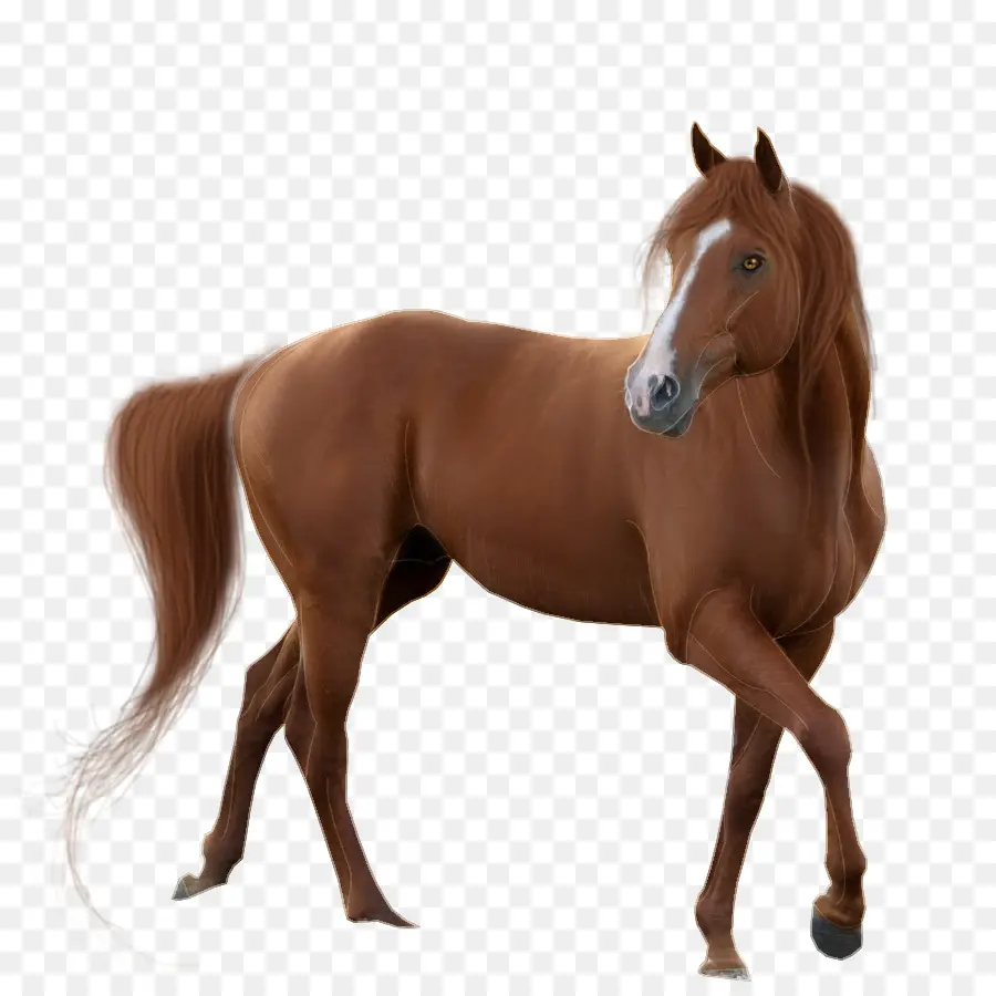 Caballo，Resolución De La Pantalla PNG