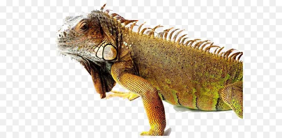 Iguana Verde，Común Iguanas PNG