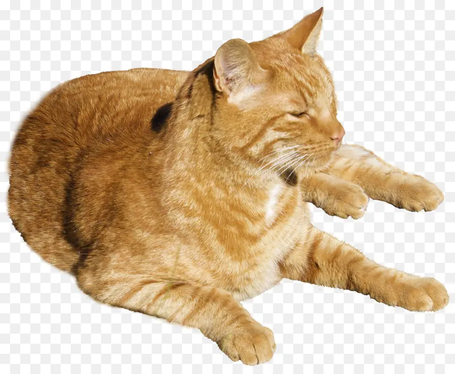 Gato Naranja，Mascota PNG