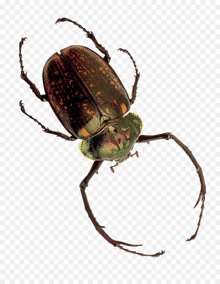 Insecto，Escarabajo PNG