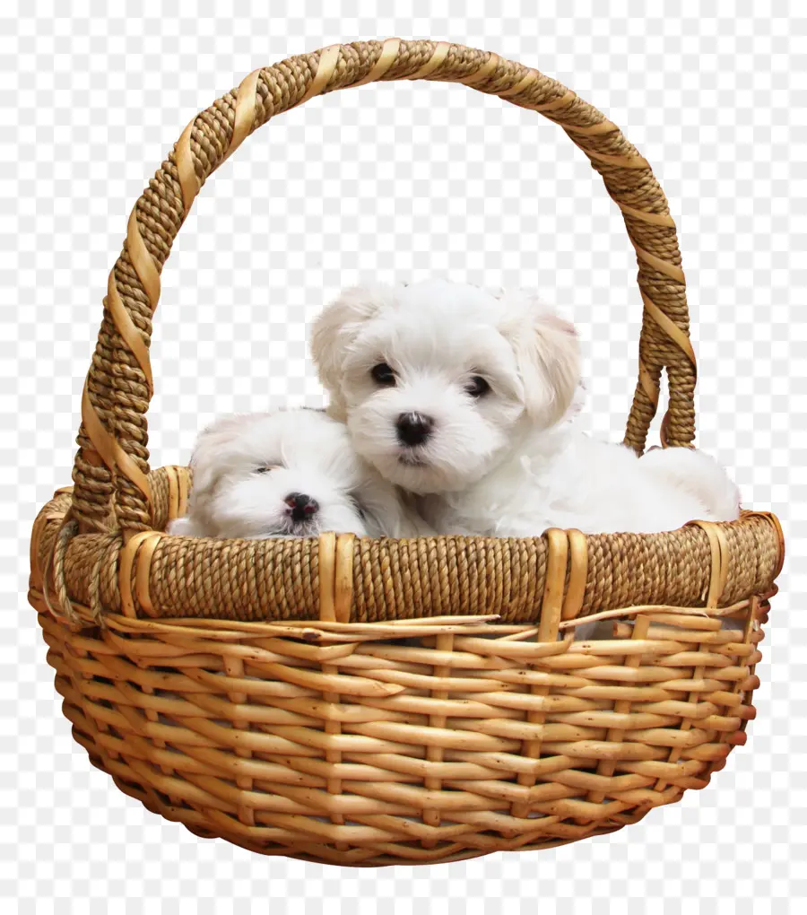 Maltés Perro，Bichon Frisé PNG