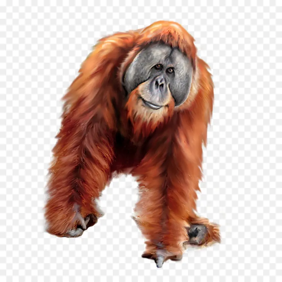 Orangután，Gorila PNG