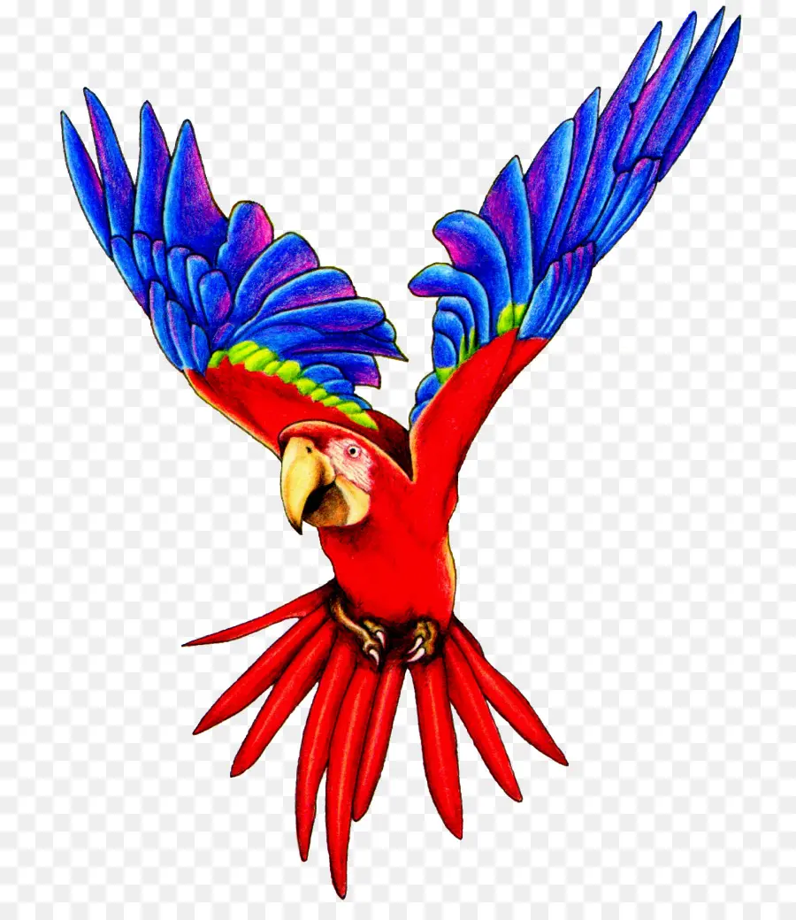 Parrot，Pájaro PNG