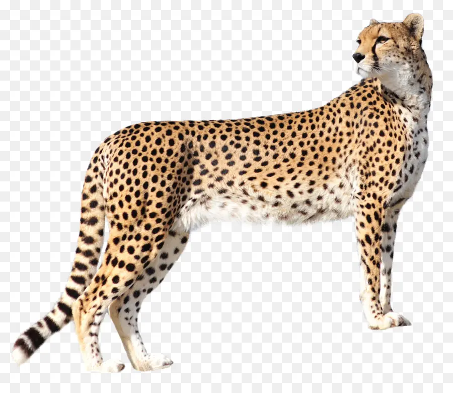 Guepardo，Felidae PNG