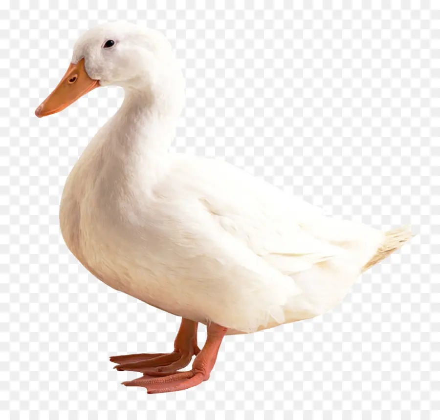 Ganso Blanco，Plumas PNG