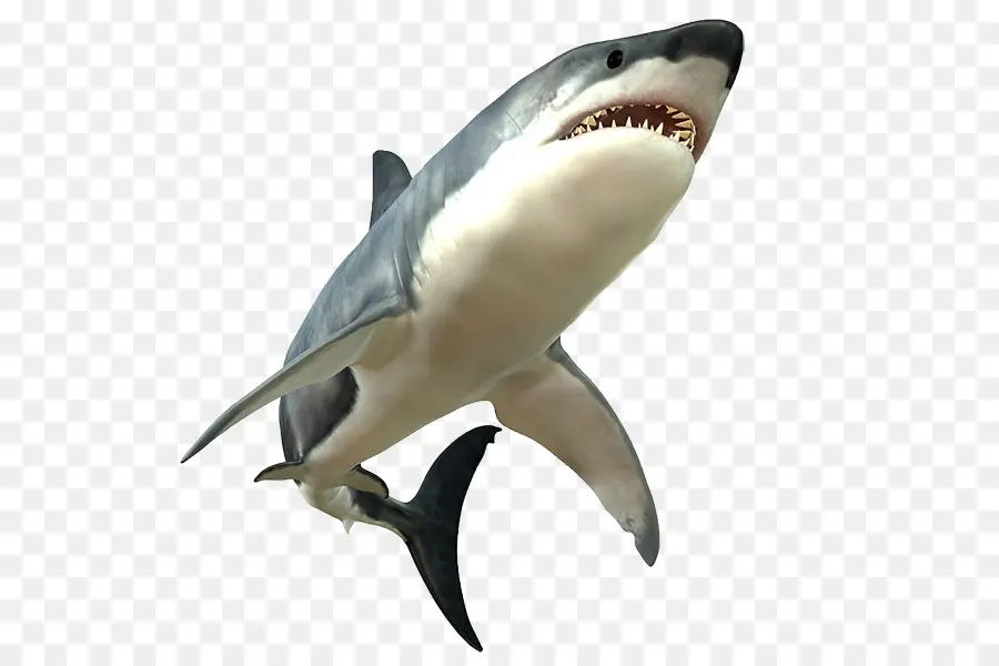 Tiburón，Gran Tiburón Blanco PNG