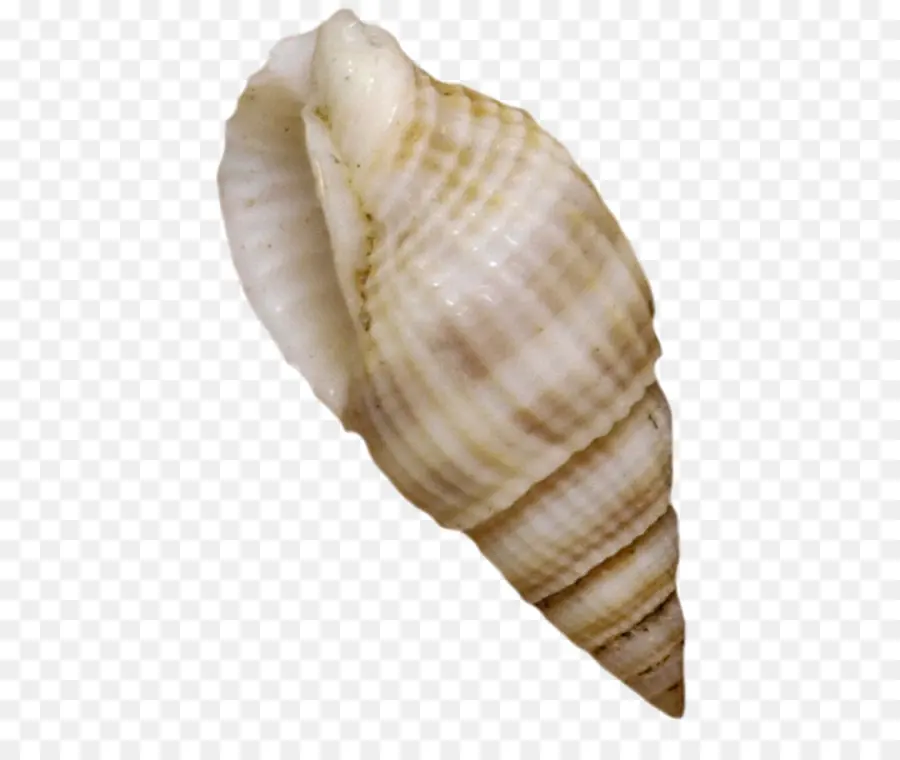 Concha De Caracola，Concha PNG