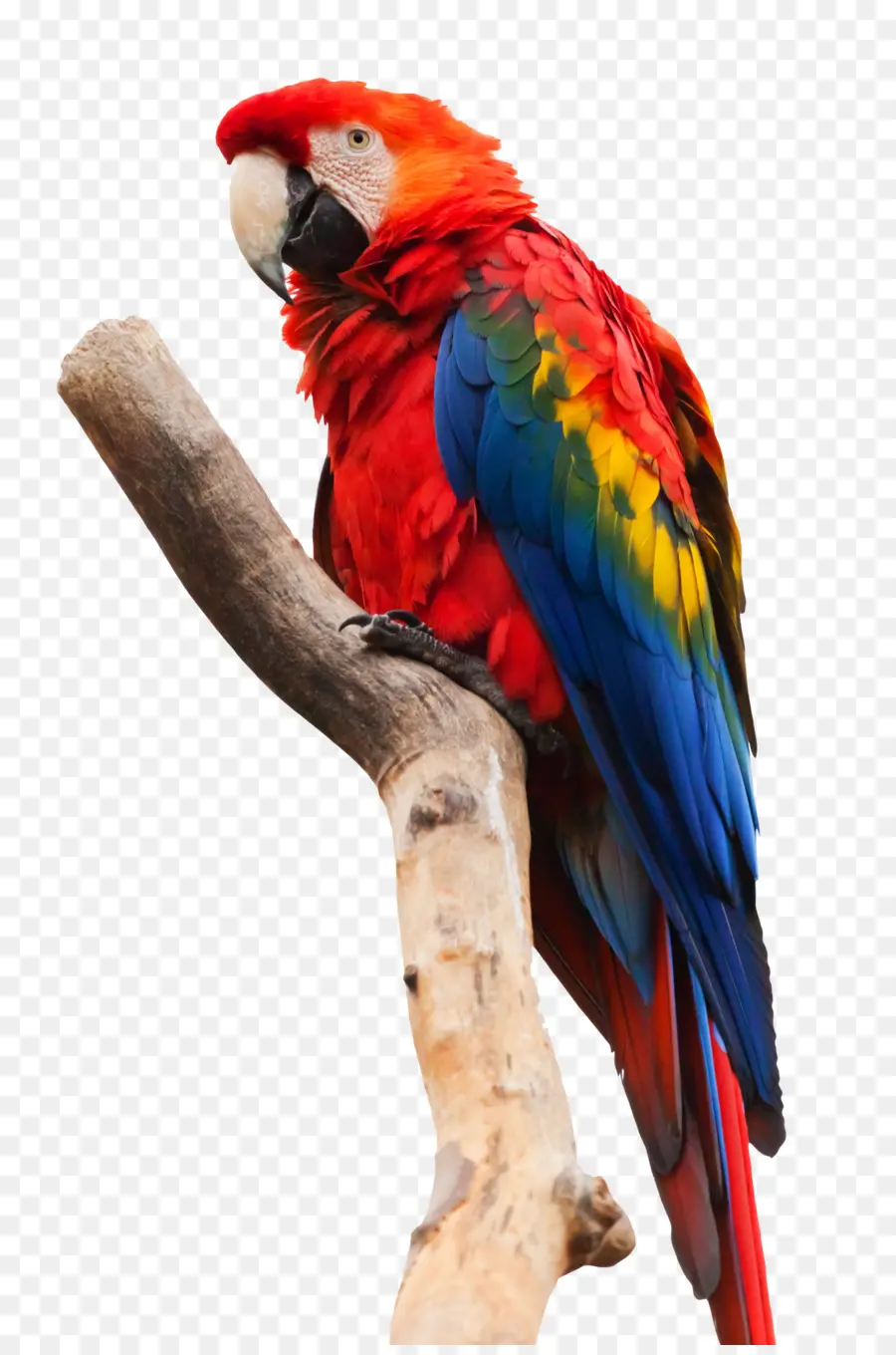 La Guacamaya Roja，Parrot PNG