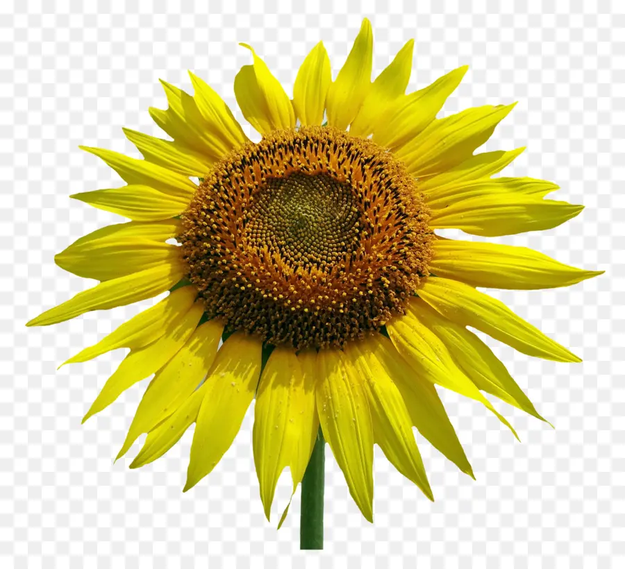 Girasol Común，Dibujo PNG