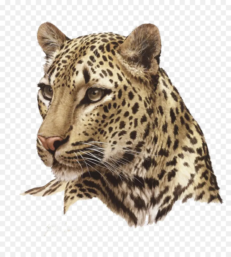 León，Felidae PNG