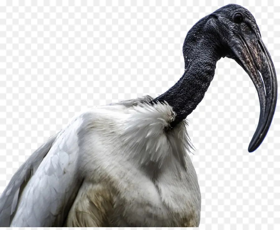 Ibis，Pico PNG