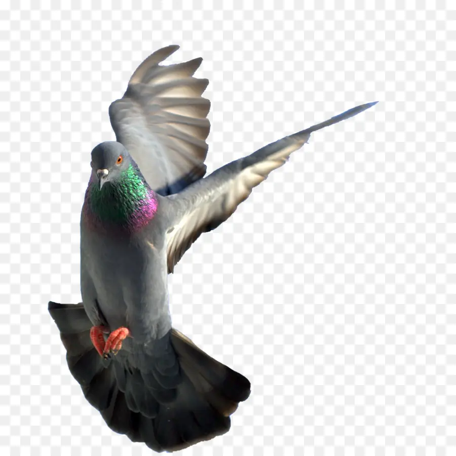 Rock Dove，Columbidae PNG