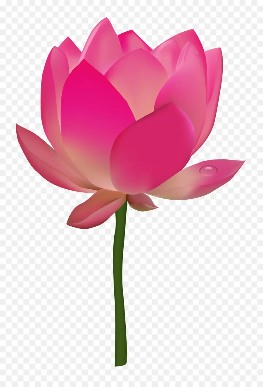 Loto Rosa，Florecer PNG