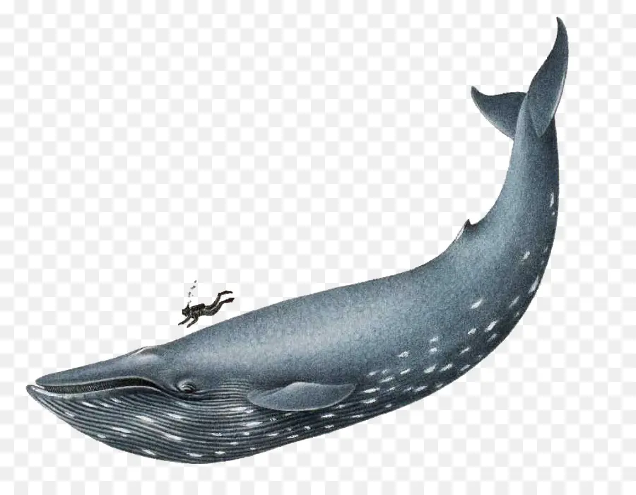 La Ballena Azul，Ballena PNG