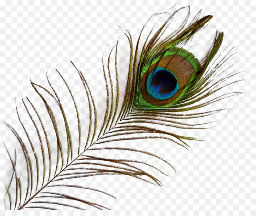 Pluma De Pavo Real，Pájaro PNG