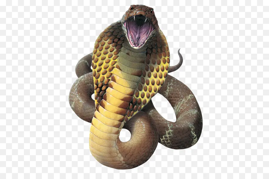 La Serpiente，King Cobra PNG